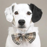 Bow Tie Collars For Dogs
