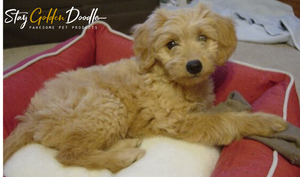 StayGoldenDoodle Gift Cards